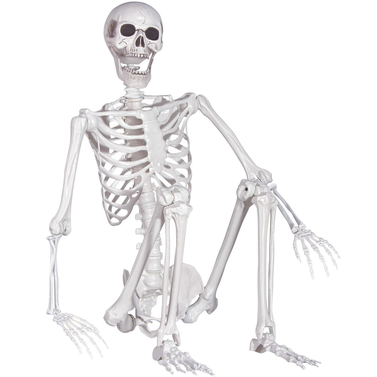 Life Size Skeleton with Movable Joints R6286