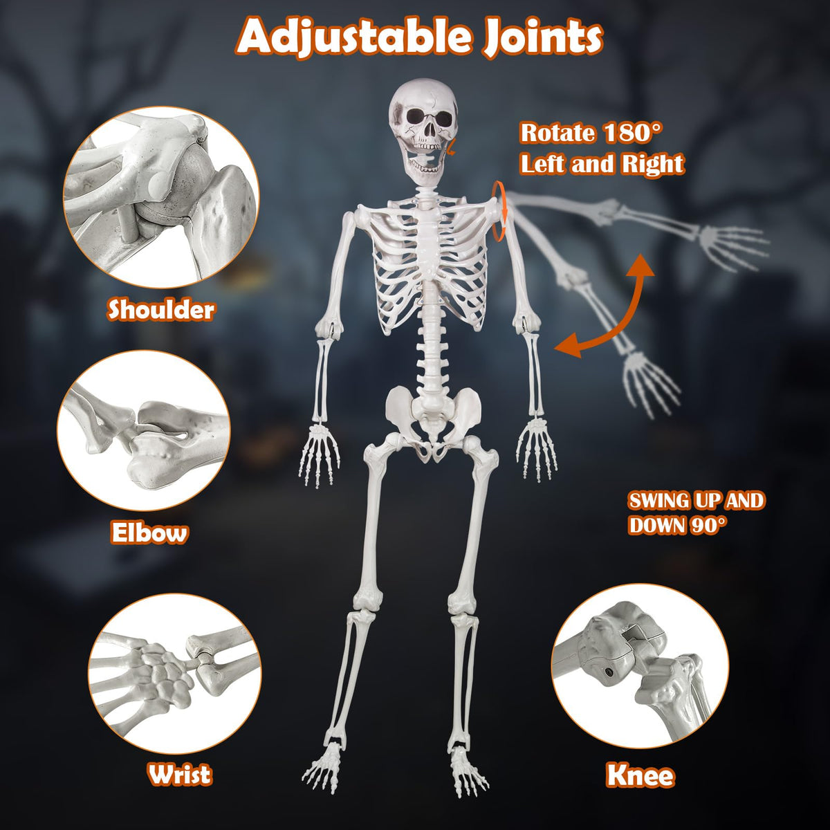 Life Size Skeleton with Movable Joints R6286