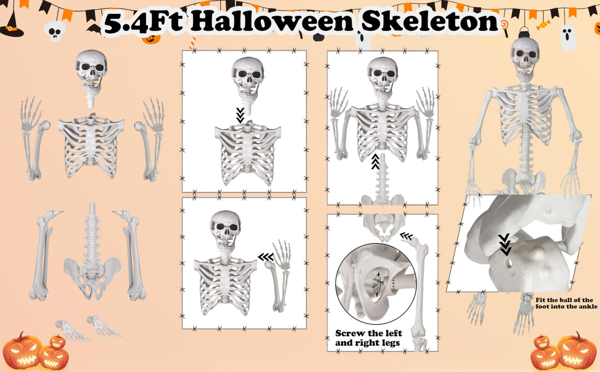 Life Size Skeleton with Movable Joints R6286
